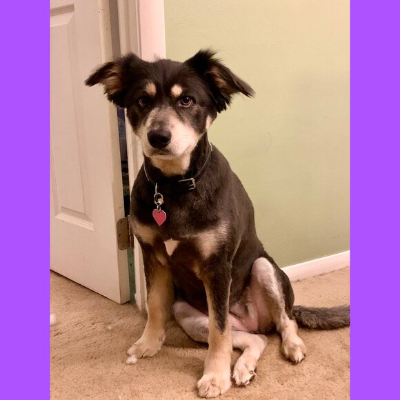 Meet your Posher ♠️🐕🐾🌸🦄 - Picture 10 of 15